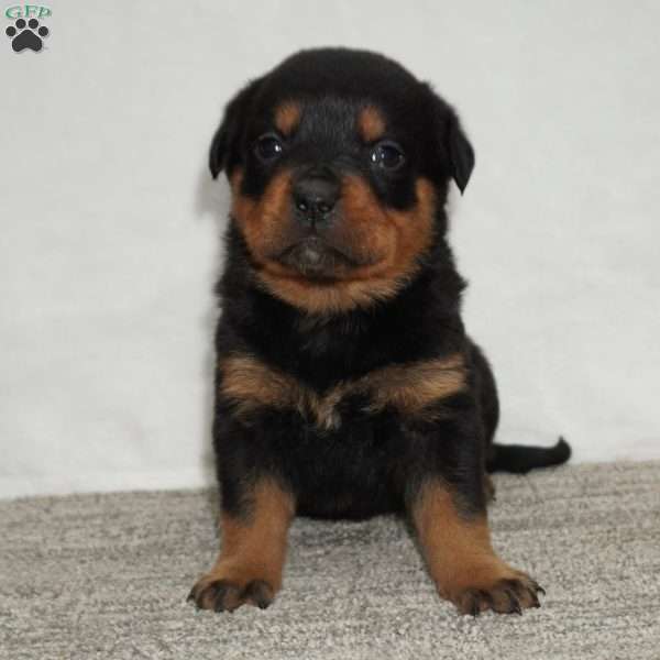 Hadley, Rottweiler Puppy